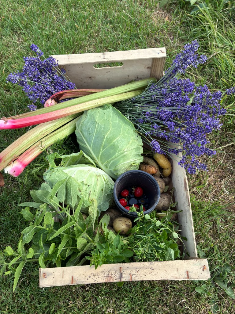Sarah’s allotment harvest in a wooden crate with rhubarb, lavender, cabbage and strawberries