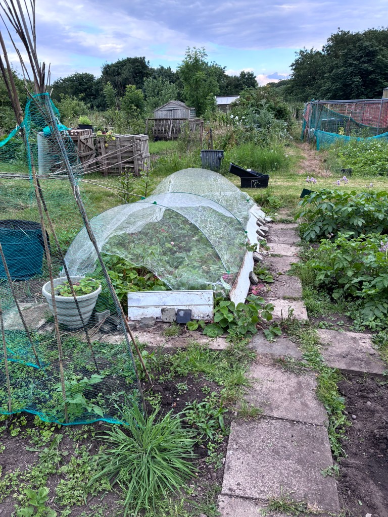 Sarah’s allotment plot with fruit cages and growing beds